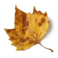 Plane tree leaf Royalty Free Stock Photo