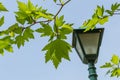 Plane tree leaves(Platanus Orientalis) and blurry street lamp on blue sky background. Royalty Free Stock Photo