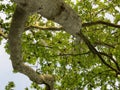 plane tree leaves and sky Royalty Free Stock Photo
