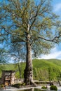 Plane tree, planted in 1530, at the courtyard of the Palace of Sheki Khans in Sheki, Azerbaijan