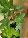 Plane Tree, Platanus acerifolia (London Plane) seedlings