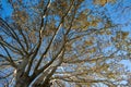 Plane Tree, Platanus Orientalis, winter day in Epirus forest Greece. Under view of blue sky Royalty Free Stock Photo