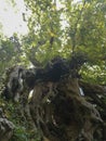 Plane tree roots Royalty Free Stock Photo