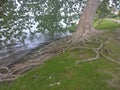 Plane tree roots on the shore of Lago di Mezzo in Mantua Royalty Free Stock Photo