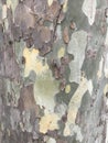 Plane tree. Sycamore bark close-up