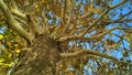 Plane tree trunk with branches and fall foliage