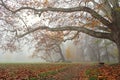 Plane tree with wide branches in autumn misty park Royalty Free Stock Photo