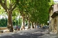 Plane trees alley in Luberon