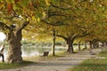 Plane trees in autumn foliage, Radolfzell Royalty Free Stock Photo