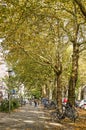 Plane trees in a city street Royalty Free Stock Photo