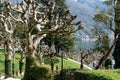 Plane trees covered with ivy in the park of Villa Balbianello. Italy Royalty Free Stock Photo