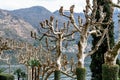 Plane trees covered with ivy on the terrace of Villa Balbianello. Italy Royalty Free Stock Photo