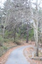 Plane trees in the eponymous forest excursion area in the Troodos mountain range in Cyprus.