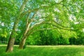 Plane trees grove in springtime Royalty Free Stock Photo