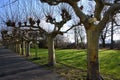 Bare plane trees on Alley near River Rhine in Dusseldorf in winter Royalty Free Stock Photo