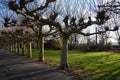 Bare plane trees on Alley near River Rhine in Dusseldorf in winter