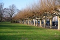 Bare plane trees on Alley near River Rhine in Dusseldorf in winter Royalty Free Stock Photo