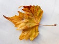 Plane trees & x28;Platan& x29; autumn leaves on white textile background Royalty Free Stock Photo