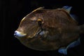 planegead filefish stephanolepis hispidus atlantic ocean underwater