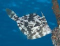 Planehead Filefish Royalty Free Stock Photo