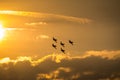 Planes flying at sunset