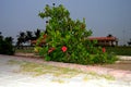 Planet beautiful green tree garden