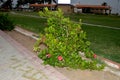 Planet beautiful green tree garden