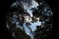 Planet. Beautiful view of the sky through the pine branches in the shape of a circle