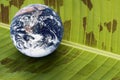 Planet Earth on Banana Leaf Royalty Free Stock Photo