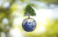 Planet Earth globe ball and growing tree on green sunny blurred background.