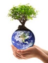 Planet Earth with tree hand-held Royalty Free Stock Photo
