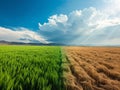 Planet turning to drought fields, concept illustrating climate change affects agriculture and earth Royalty Free Stock Photo