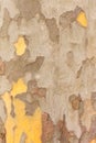 Planetree Bark Background