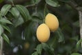 Plango fruit or Marian Plum tropical southeast asia fruit on tree Royalty Free Stock Photo