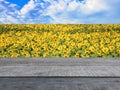 Plank counter Sunflower field background, blue sky, product presentation, and advertising collection concept Royalty Free Stock Photo