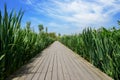Plank-paved footpath in grass at sunny summer noon