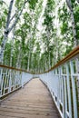 The plank walk in the birch forest Royalty Free Stock Photo