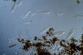 Plankton with microscopic ciliates Royalty Free Stock Photo