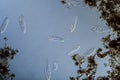 Plankton with microscopic ciliates Royalty Free Stock Photo