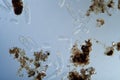 Plankton with microscopic ciliates Royalty Free Stock Photo