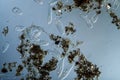 Plankton with microscopic ciliates Royalty Free Stock Photo