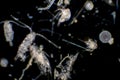 Plankton are organisms drifting in oceans and seas