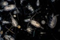 Plankton are organisms drifting in oceans and seas Royalty Free Stock Photo