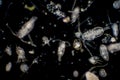 Plankton are organisms drifting in oceans and seas