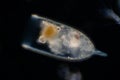 Plankton are organisms drifting in oceans and seas