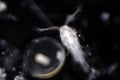 Plankton are organisms drifting in oceans and seas