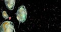 Plankton in water contaminated with micro plastic Royalty Free Stock Photo