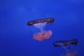 planktonic animal various jellyfish aquarium of Genoa-