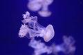 planktonic animal various jellyfish aquarium of Genoa- Royalty Free Stock Photo
