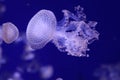 planktonic animal various jellyfish aquarium of Genoa- Royalty Free Stock Photo